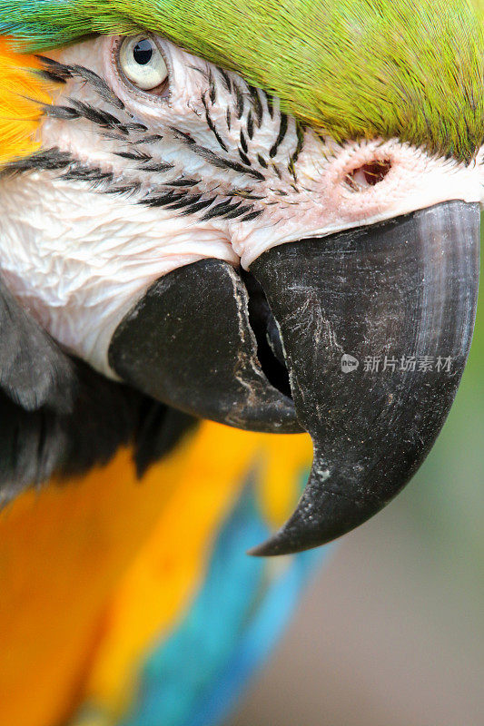 特写图像蓝色和黄色金刚鹦鹉鹦鹉从巴西亚马逊雨林，野生鸟拍摄整理羽毛/翅膀的分支，金色和蓝色金刚鹦鹉(阿拉阿拉劳那)绿色的羽毛头，眼睛，嘴，脸和头，羽毛细节，笼子和鸟舍
